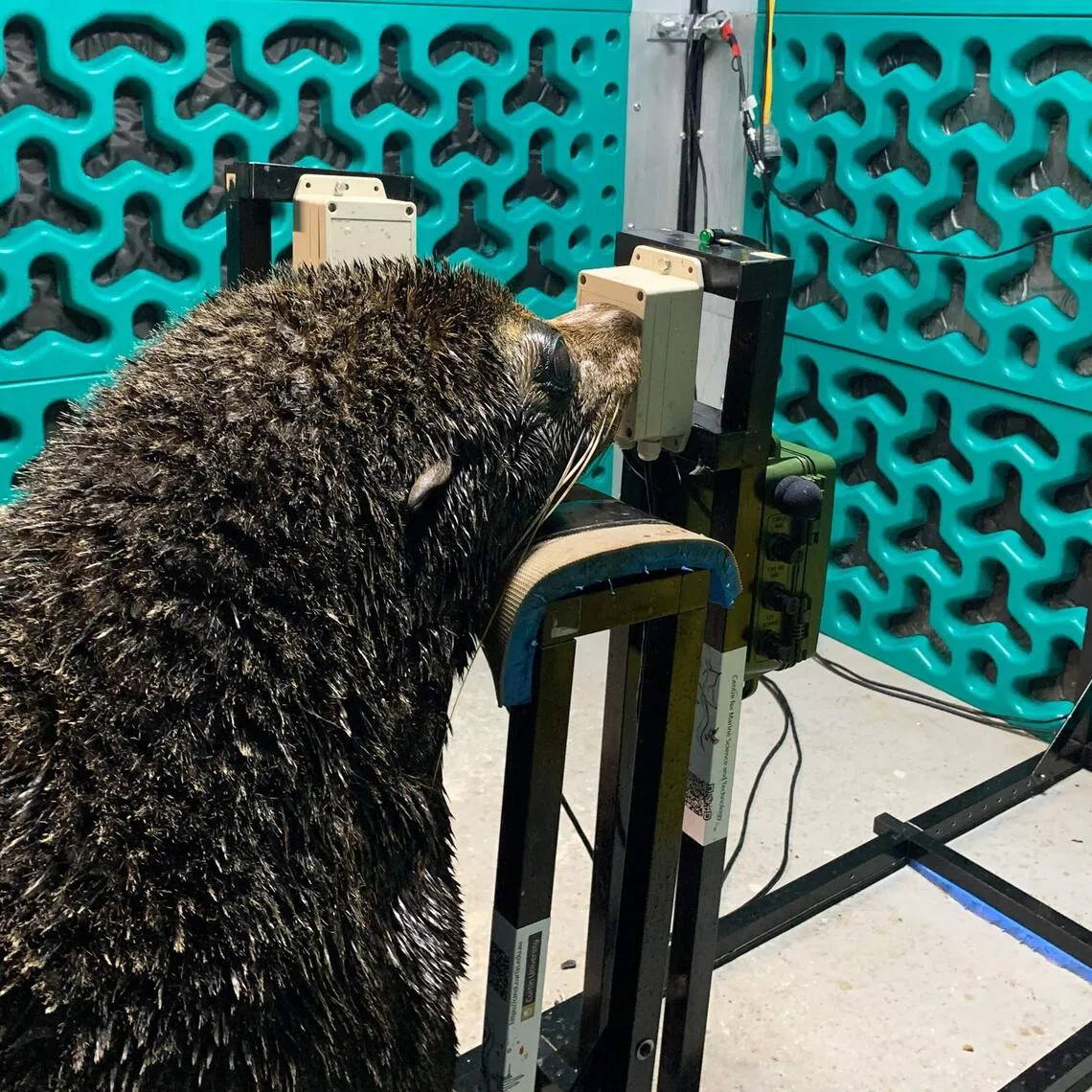 Keepers at Sydney’s Taronga Zoo trained two sea lions and two fur seals to listen to sounds and press a paddle when they heard a tone.
