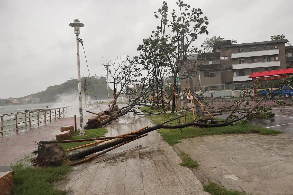 A view of uprooted trees as Typhoon Krathon approaches in Kaohsiung, Taiwan October 2, 2024. REUTERS/Ann Wang