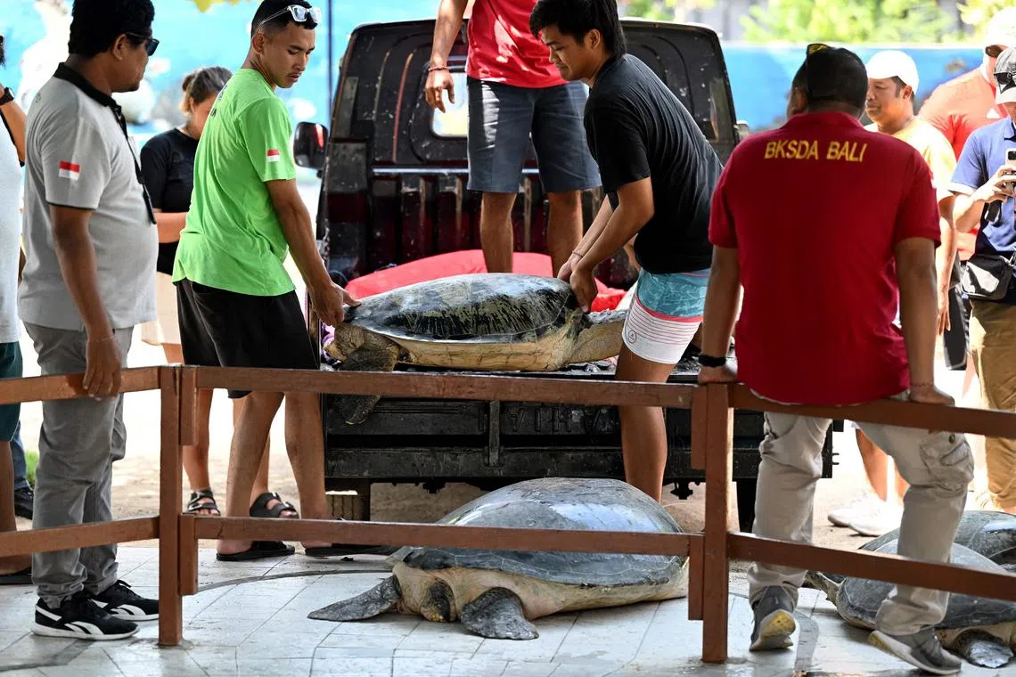 People moving a green turtle at a conservation place after being rescued by Indonesian Marine Police office, in Denpasar, on Indonesia's resort island of Bali on October 17, 2023. The Indonesian Marine Police thwarted the smuggling of 11 green turtles which at that time were about to carry out sale and purchase transactions in the West Bali National Park area, Melaya District, Jembrana Regency on 17 October 2023.