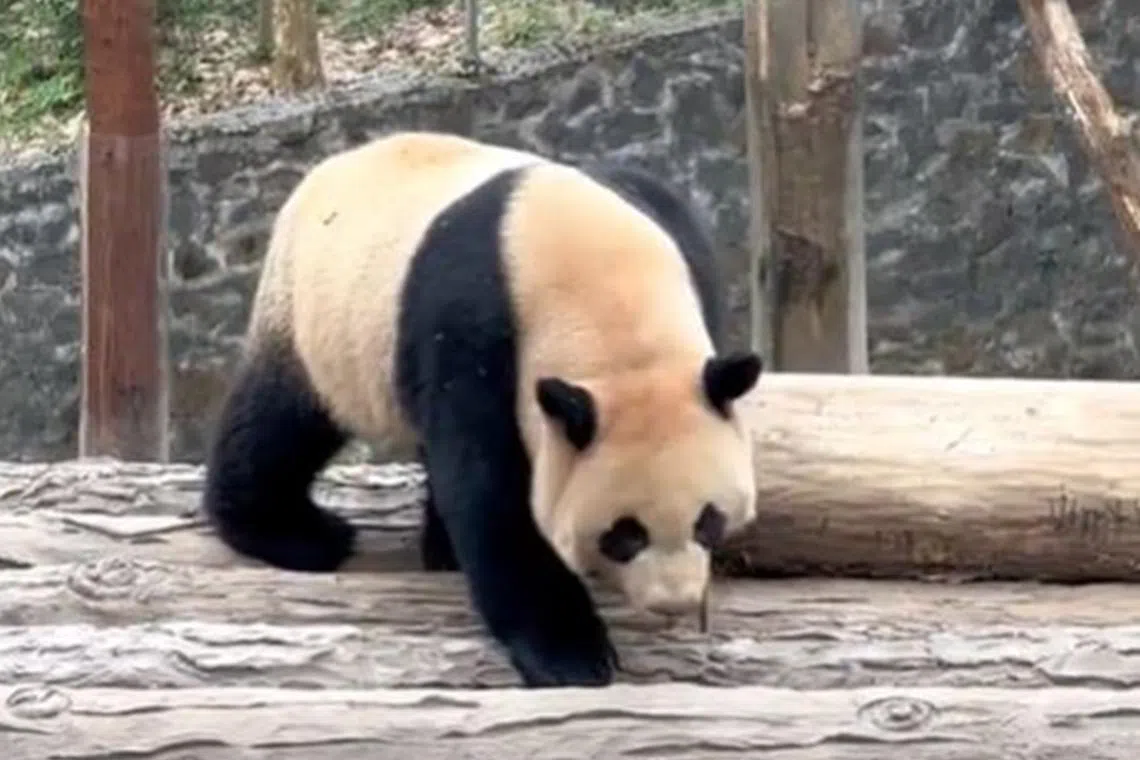Le Le has been in China for about two months and has settled down at the panda base.