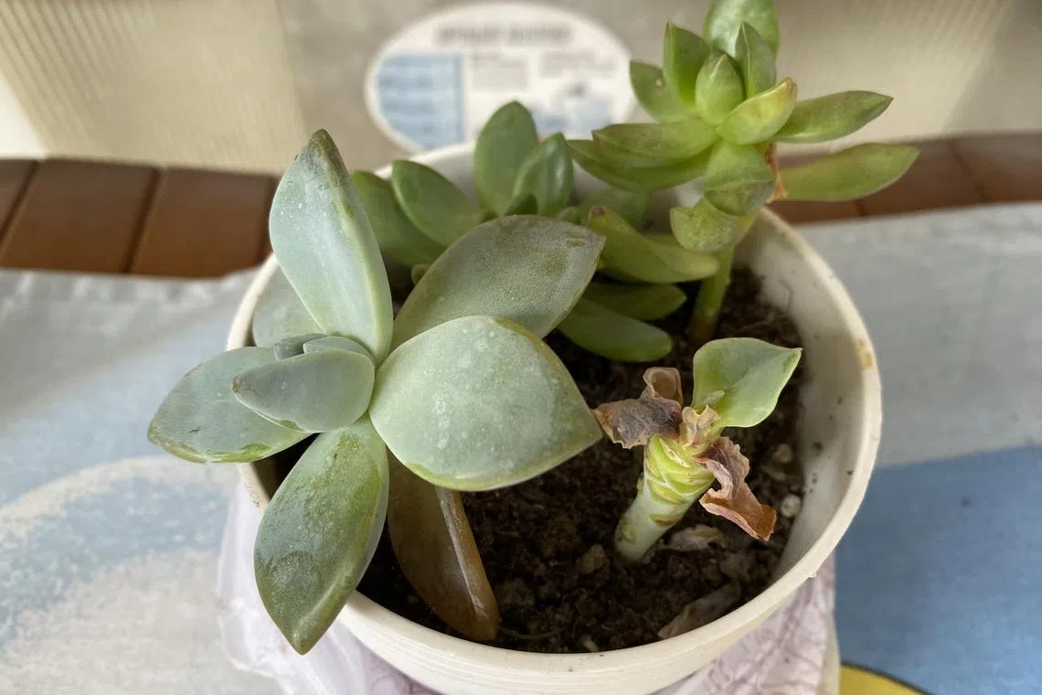 Although succulents are drought-tolerant plants, do not let them remain dry for extended periods.