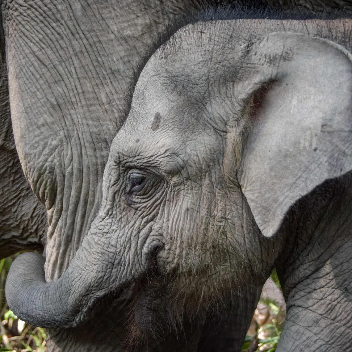 Conservation site operators warn that poorly implemented restrictions could harm the welfare of elephants. 