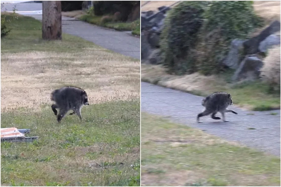 Meet Jimothy: The unusually round raccoon | The Straits Times