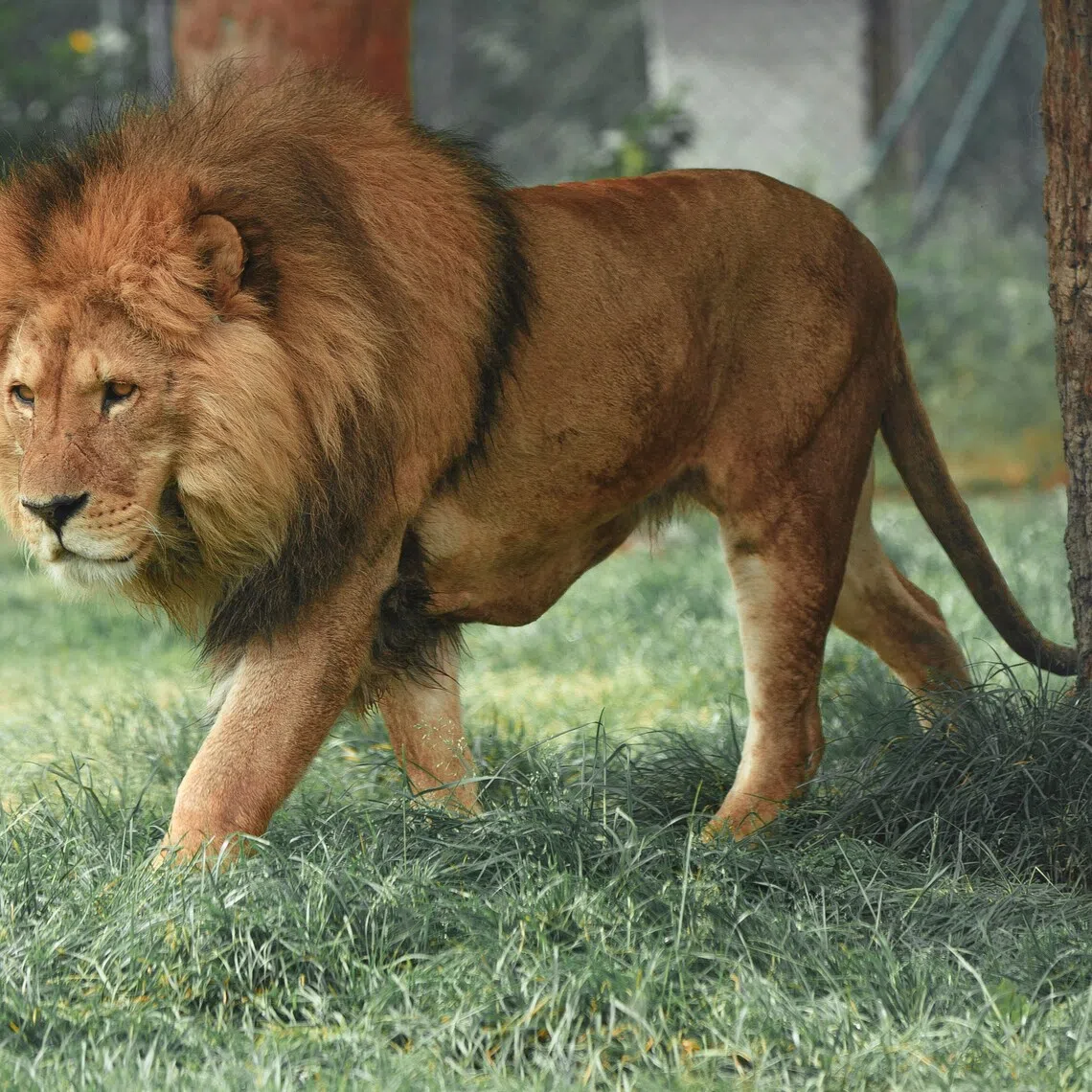 The deaths raise concerns over the conservation of lions in one of Africa’s most renowned wildlife ecosystems.