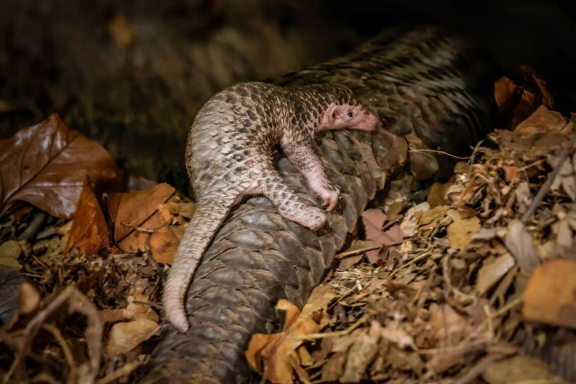 The newborn pup with its mother Gumby, one of four Sunda pangolins at Night Safari, at 17 days
old. Young pangolins, also referred to as pangopups, often ride on their mothers’ tails to stay close as they move around.