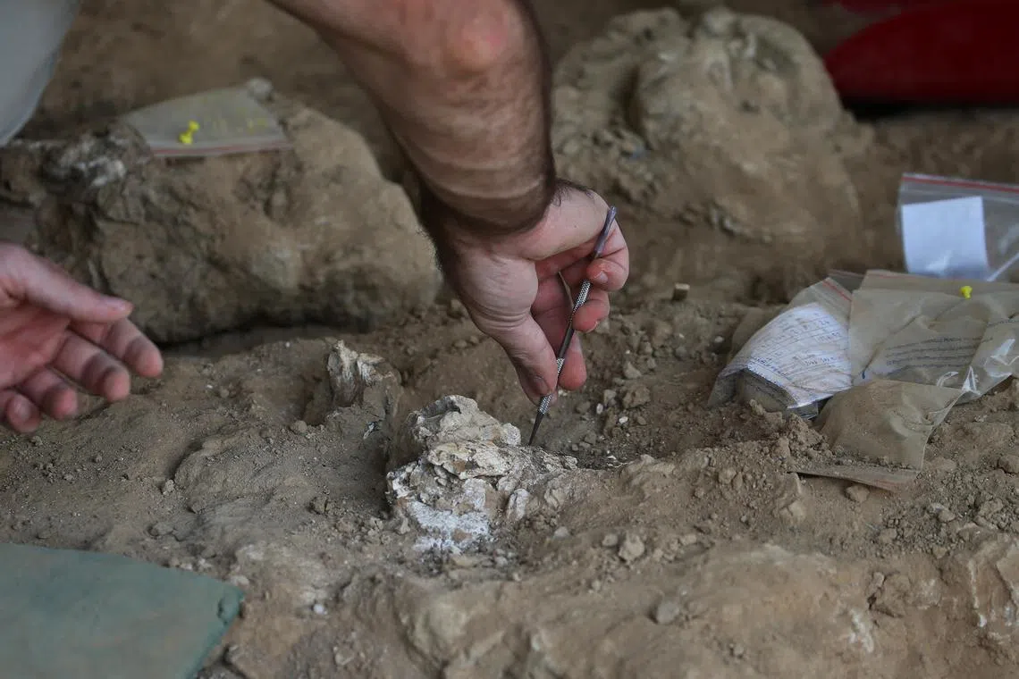 An archaeologist works on a lower jawbone belonging to a human species that lived 1.8 million years ago.