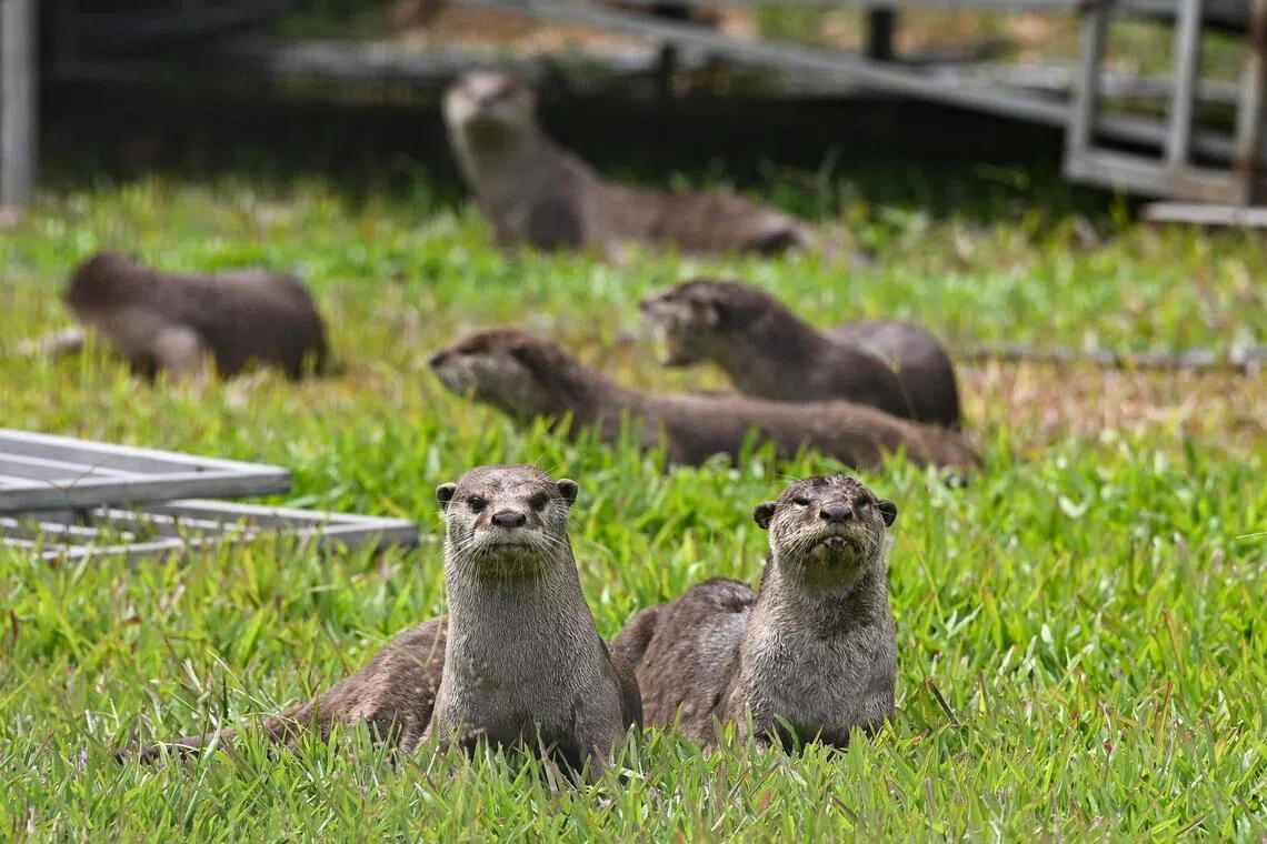 Smooth-coated otters outside Singapore Flyer on Jan 13, 2025. 