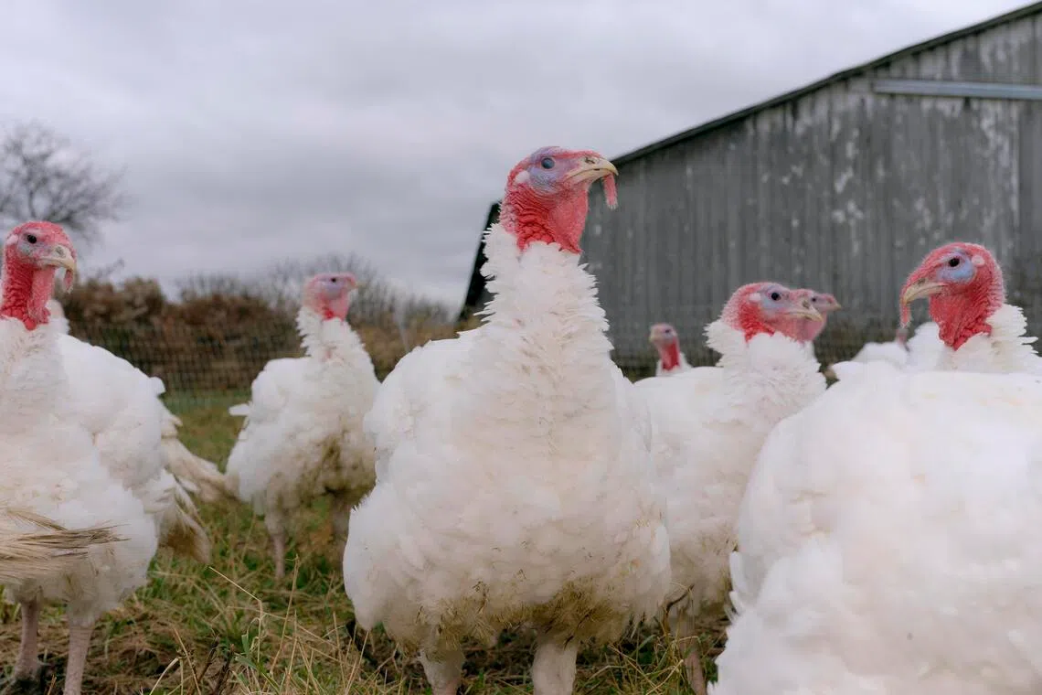 Turkeys at Troll Bridge Farm. After a quiet summer, the virus has hit dozens of poultry flocks, resulting in the deaths of nearly seven million farmed birds in the United States since the beginning of September. 