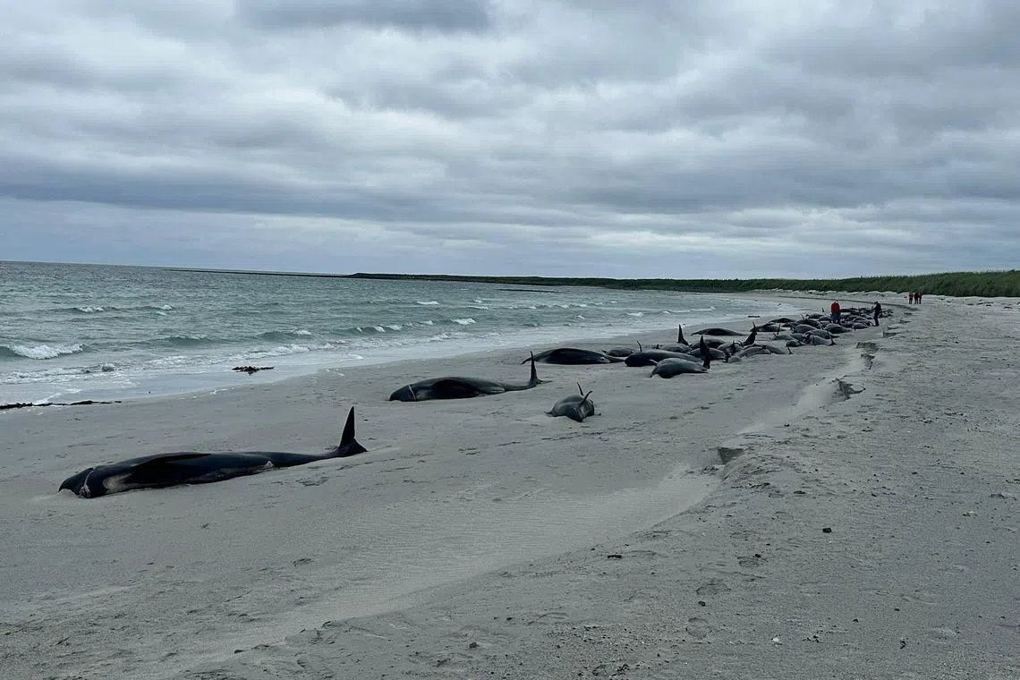 A total of 77 long-finned pilot whales were found on the island of Sanday in Orkney, off the northeastern coast of Scotland.