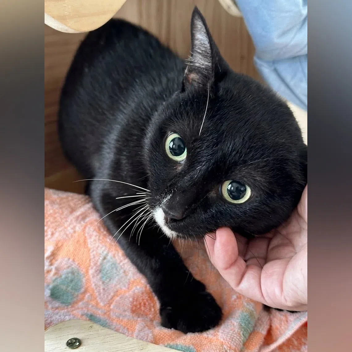Carl is a two-year-old domestic shorthair tuxedo cat looking for a forever home.