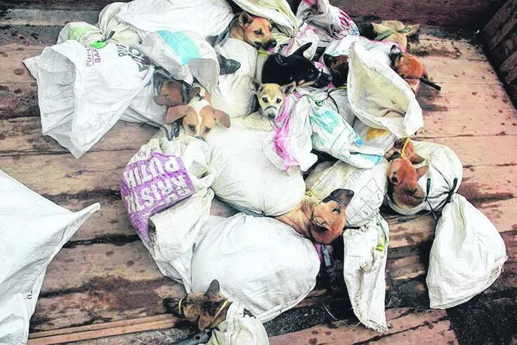 A photo from animal rights coalition Dog Meat Free Indonesia, showing dogs that had been captured for the dinner table in 2017.