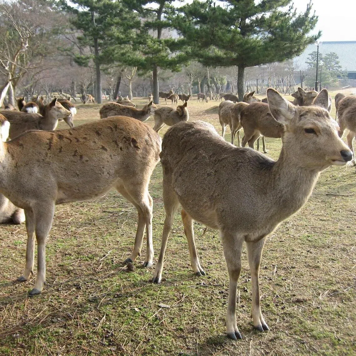 The deer in Nara are protected under the cultural properties protection law.