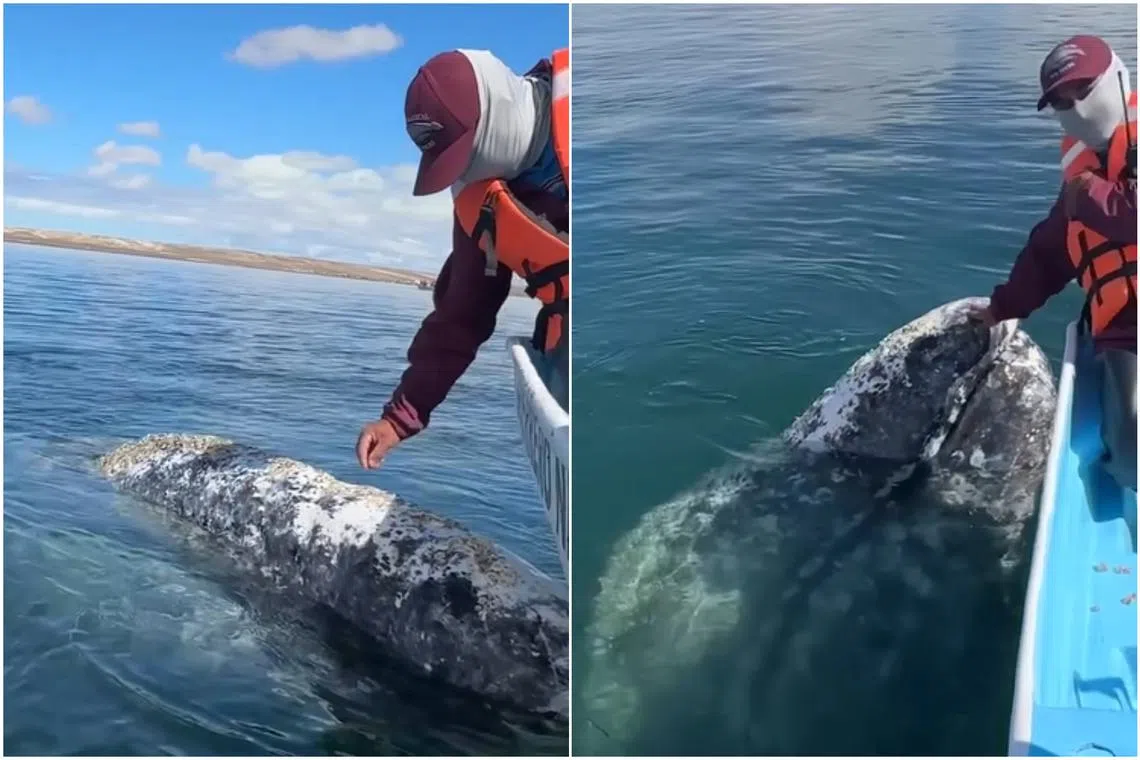 A whale in Mexico’s Baja Peninsula got so close to a boat that the whale-watching captain onboard managed to remove whale lice from its body. 