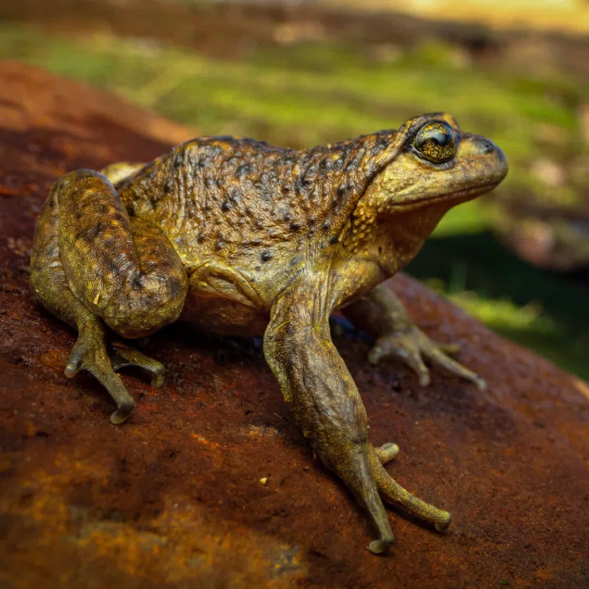 Leonardo DiCaprio told his Instagram followers that fewer than 1,000 Pehuenche spiny-chest frogs remain in the wild.