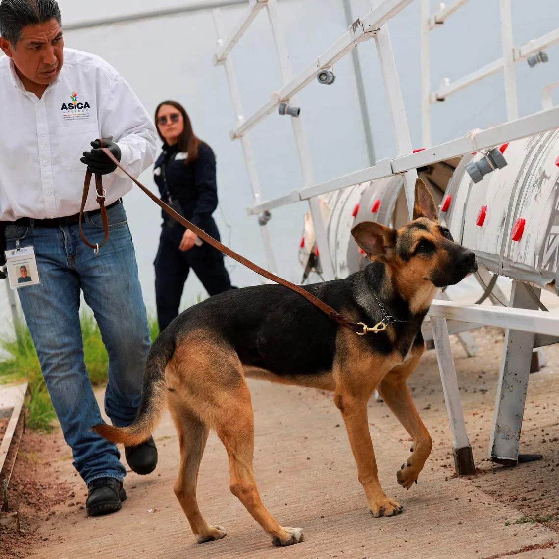 Havana, a two-year-old Shepherd mix, practices detecting screwworm, a pest that infests livestock, on a cow-sized equipment inside a greenhouse shed at the canine training center Ceacan, in Tecamac on the outskirts of Mexico City, Mexico July 10,2025. REUTERS/Raquel Cunha