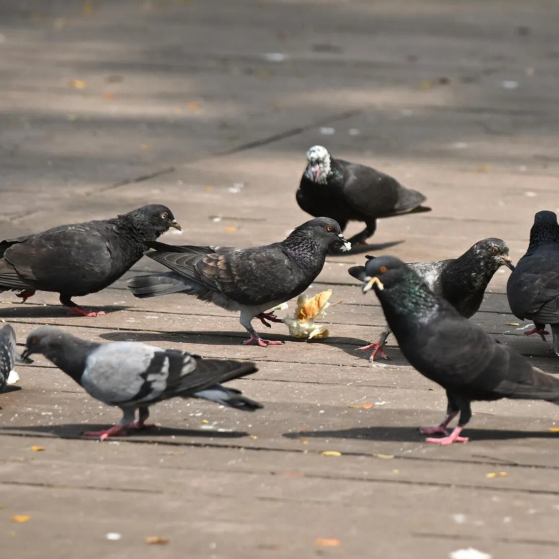 The bird netting will be trialled at one stack of 15 flats in Punggol and another stack of 20 flats in Toa Payoh.