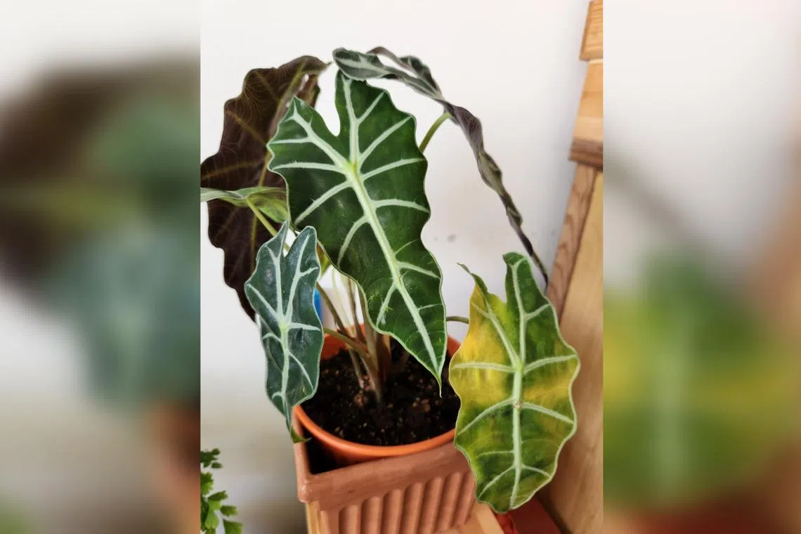 The African Mask is sensitive to wet feet.