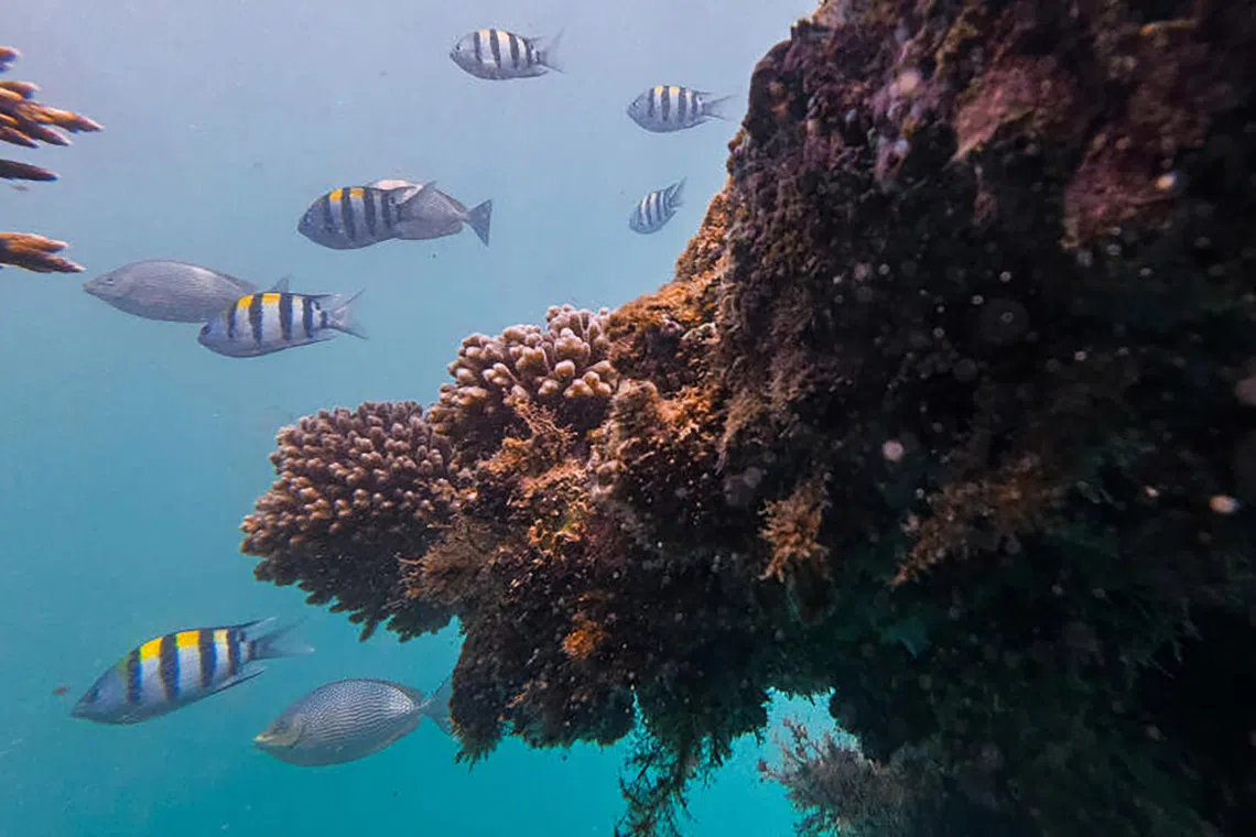 Corals at Sisters’ Islands Marine Park floating boardwalk, Singapore’s first Mission Blue Hope Spot, on Sept 30, 2026.