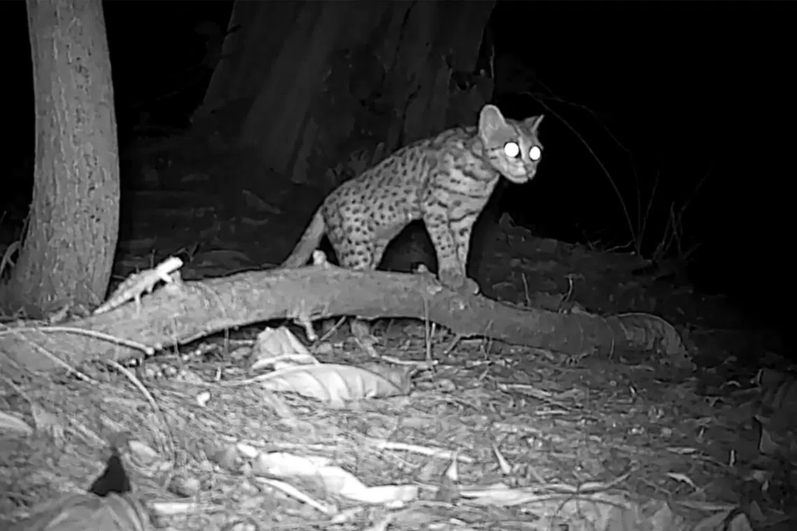 One of the five mainland leopard cats detected in Changi by volunteers between July 2025 and April 2026.