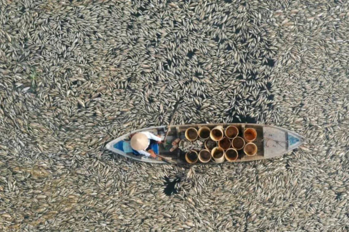 The water at Song May reservoir is barely visible under a blanket of dead fish. 