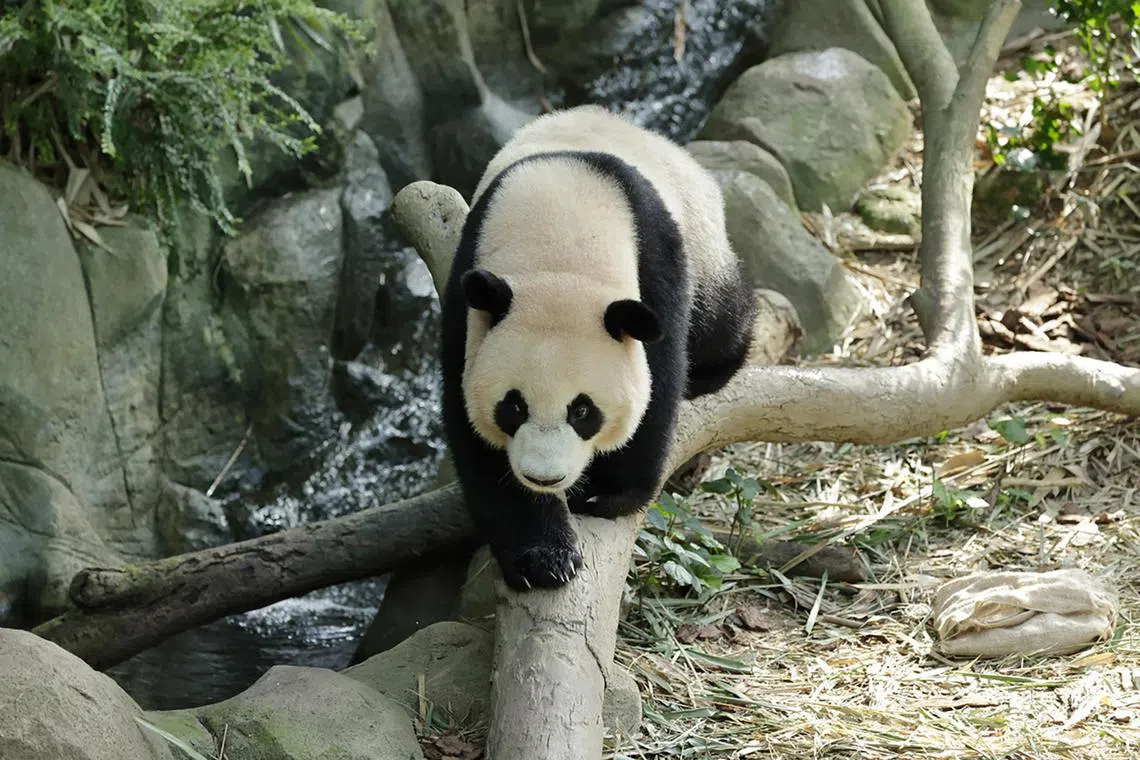 Le Le's last public appearance in Singapore will be on Dec 13. He will enter quarantine the next day before heading back to China. 