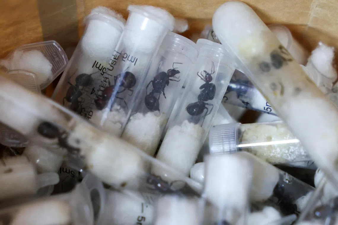 Samples of garden ants concealed in syringes are presented to court as two Belgian nationals, a Vietnamese and a Kenyan national appeared for the hearing of their trafficking case on April 23.