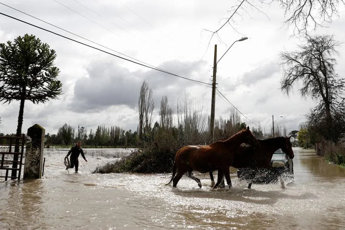 FILE PHOTO: Horses wade through water in a flooded area affected by heavy rains that hit Chile's central-south areas, in Cabrero, Chile, August 21, 2023. REUTERS/Juan Gonzalez/File Photo