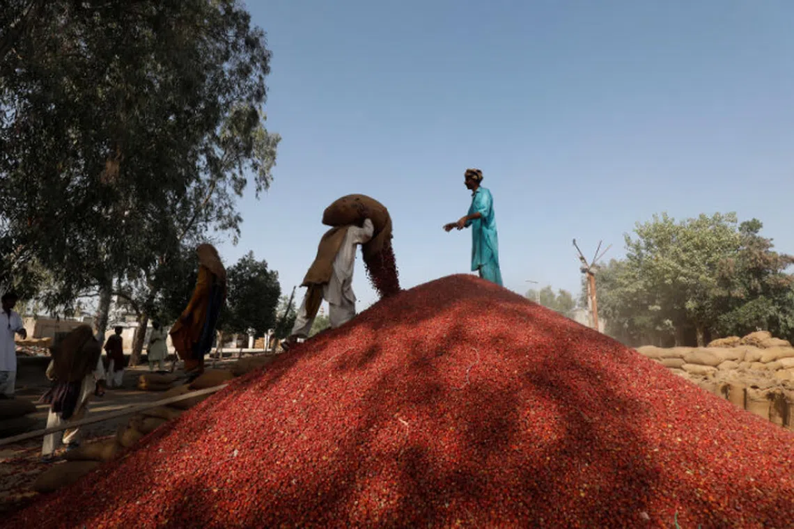Labourers unload sacks of dried red chili peppers at the Mirch Mandi wholesale market, in Kunri, Umerkot, Pakistan, Feb 25, 2022