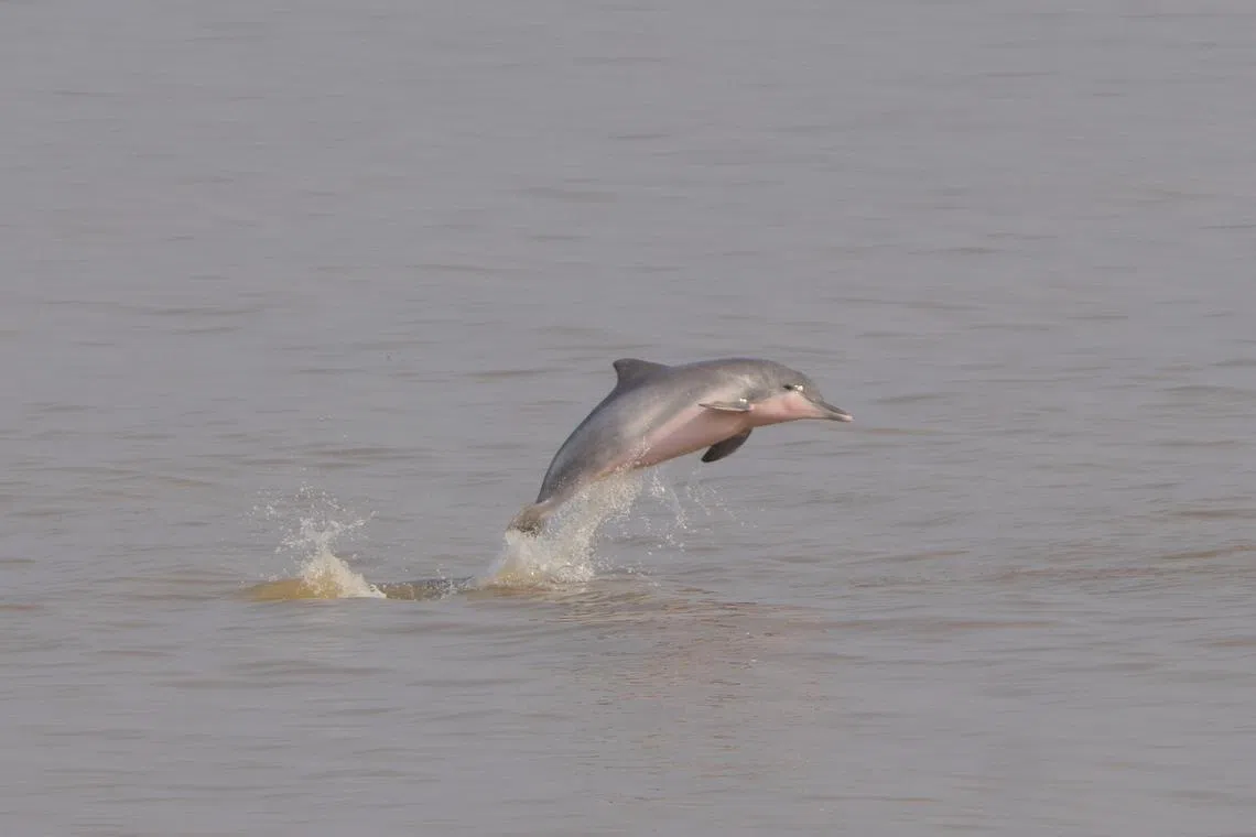 Pink dolphins in Rio Negro along the Amazon River
