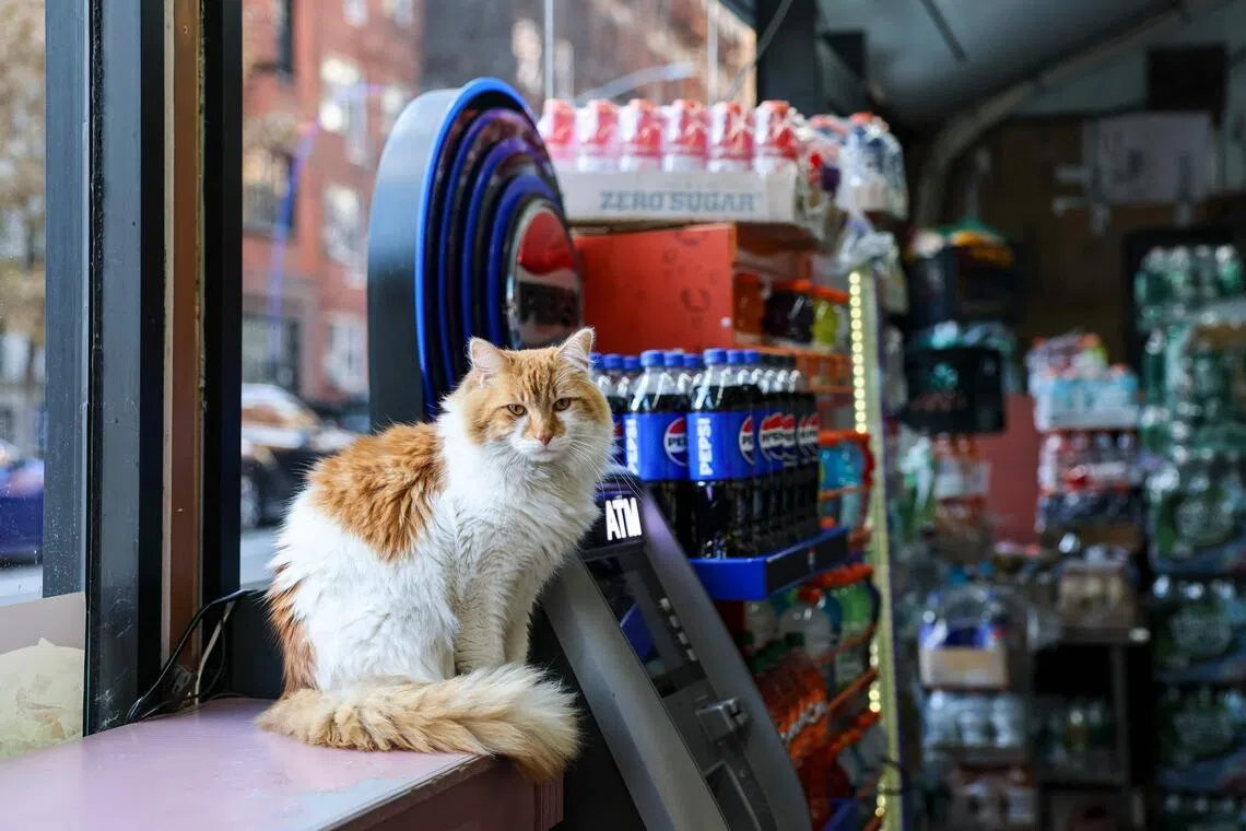 Praised for warding off pests, so-called bodega cats are a cultural fixture for New Yorkers.