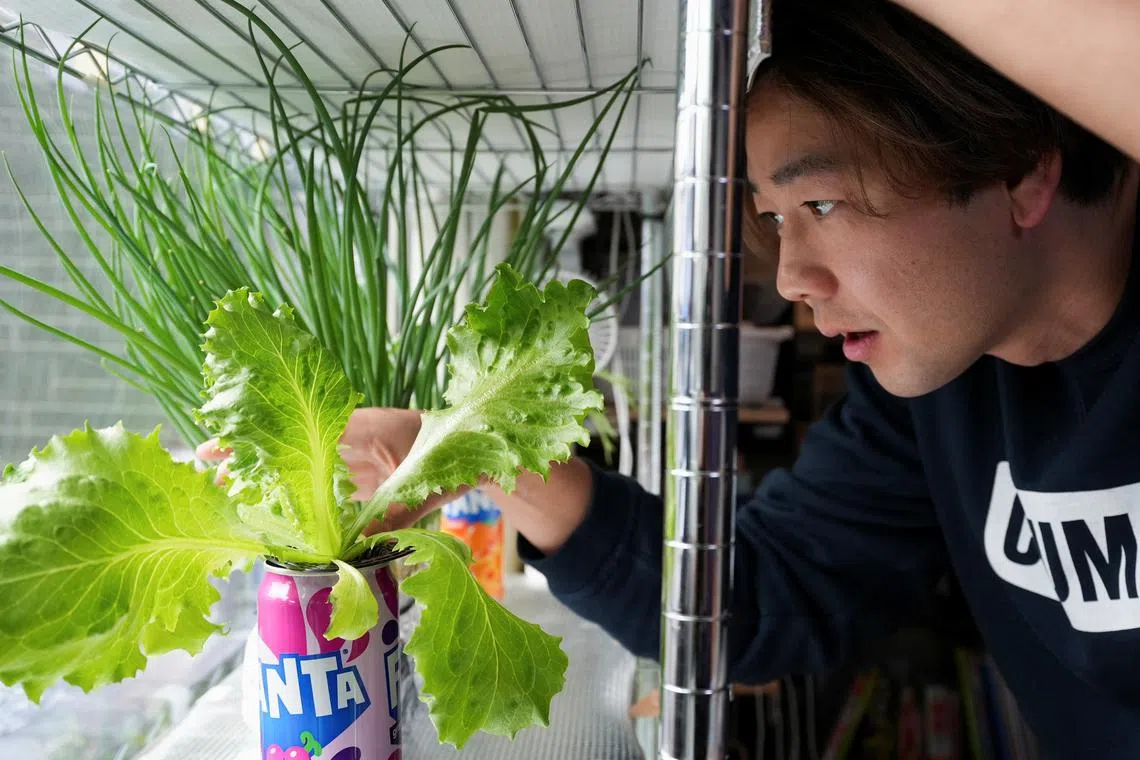 37-year-old YouTuber Kazuki Nakata looks at his indoor farm at his home in Kawasaki, Japan January 27, 2025. REUTERS/Tom Bateman