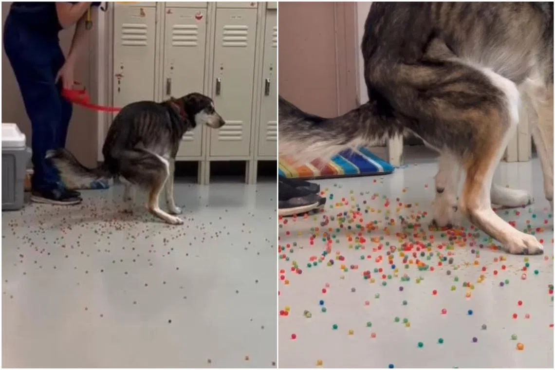 It looked like the canine was pooping Skittles.