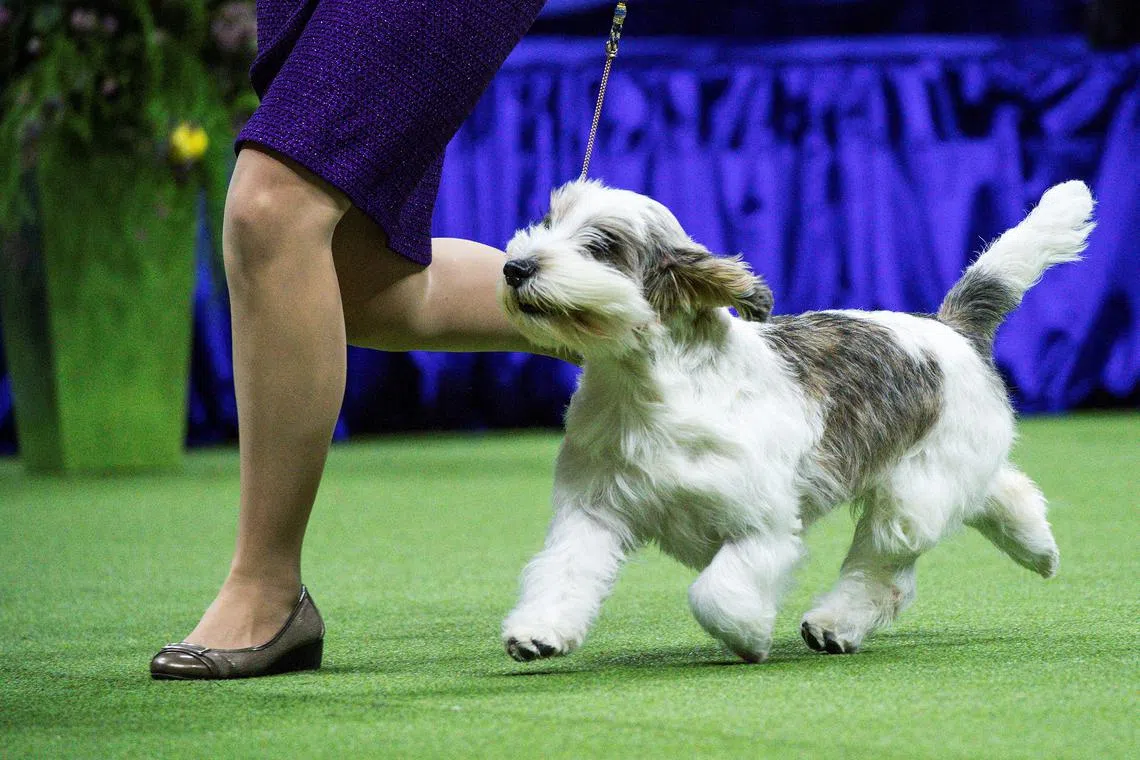 Buddy Holly, a petit basset griffon vendeen, competes to win the best in show during the 147th Westminster Kennel Club Dog Show at the USTA Billie Jean King National Tennis Center in New York, U.S., May 9, 2023. 