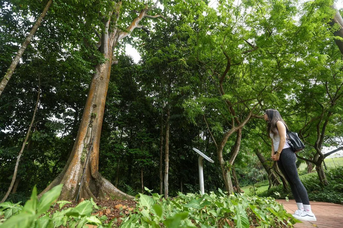 On June 3, the National Parks Board dedicated heritage trees including the Terap Nasi tree in Fort Canning, to its sponsors ahead of the Festival of Biodiversity 2026.
