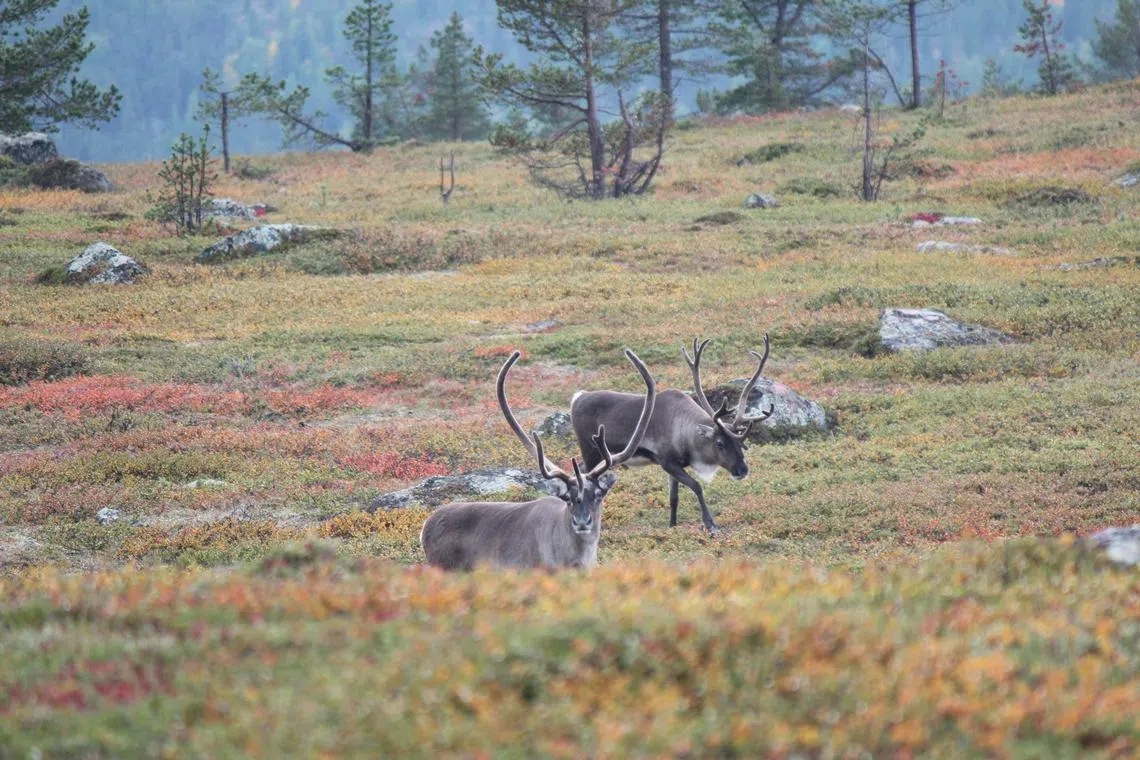 Not all reindeer have survived the heatwave, but there have been no reports of mass deaths.