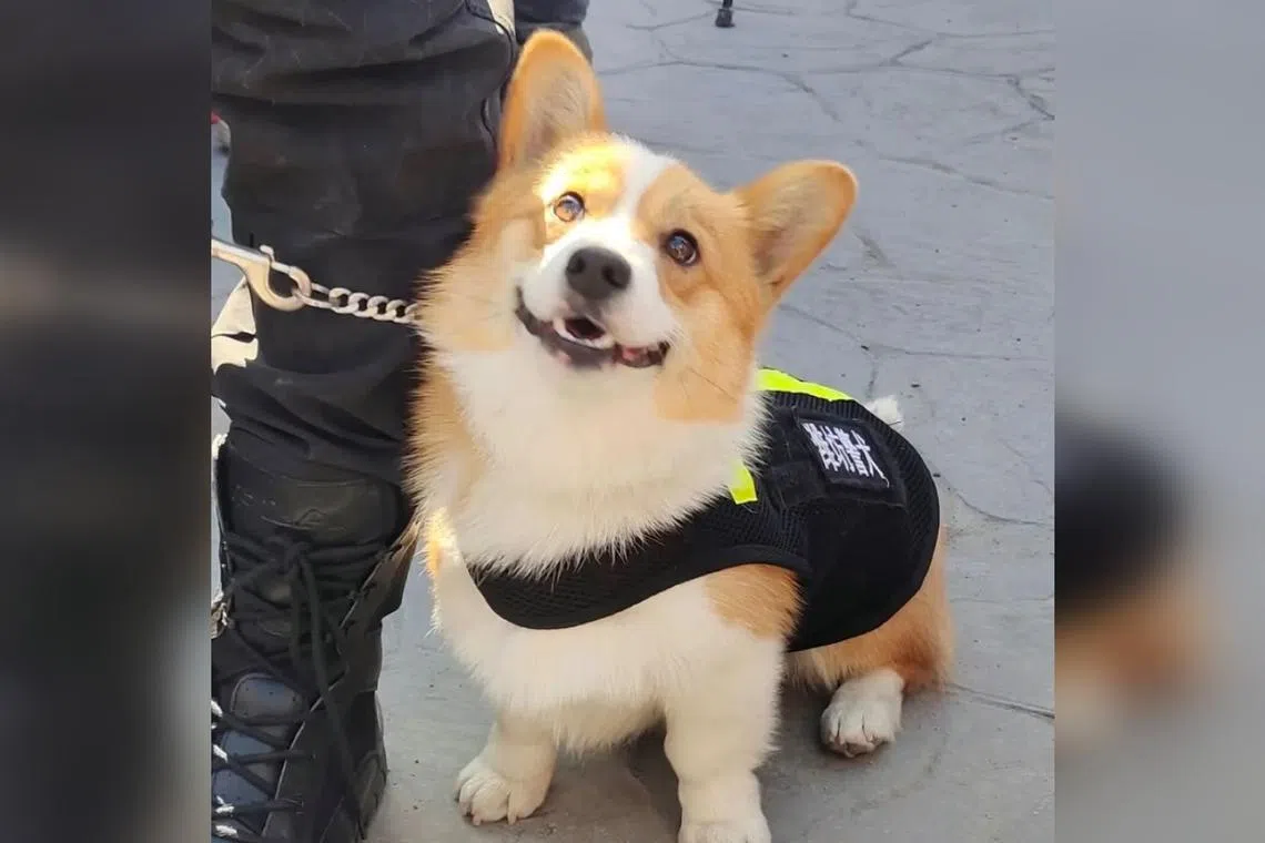 Fu Zai is China's first corgi police dog, and he is still in reserve duty. 