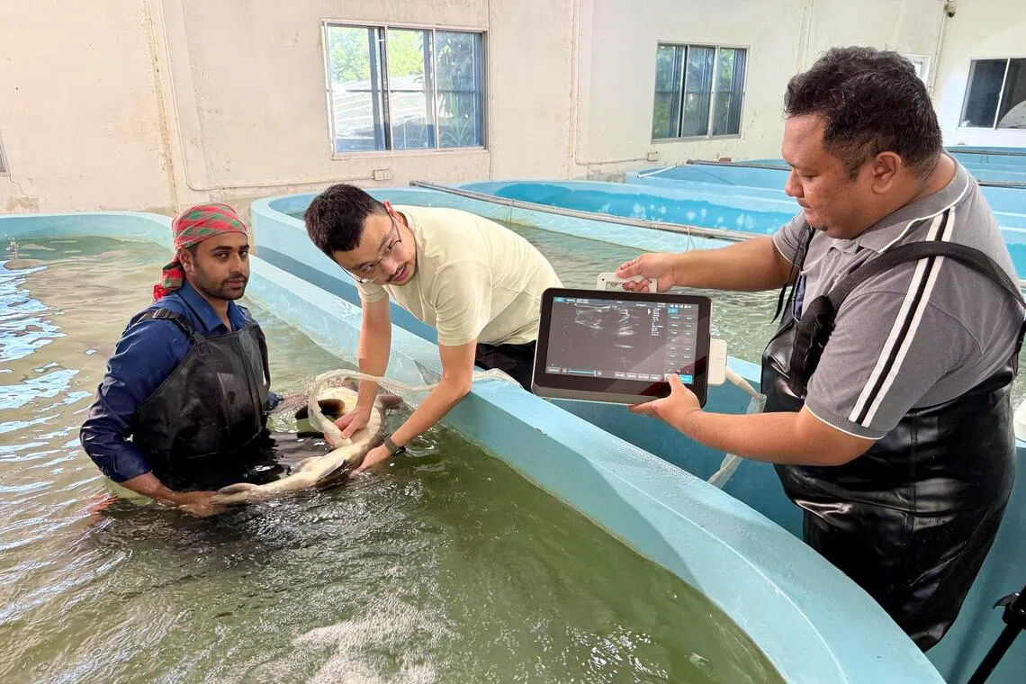 T’lur Caviar staff scanning a sturgeon on July 8, to see if it has begun producing roe.