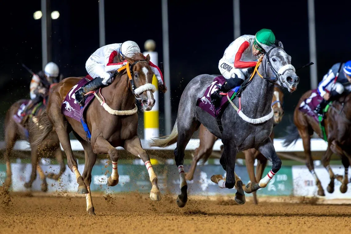 Mutakamilah (KSA) - Mutakamilah (KSA)

PHOTO:  Jockey Club of Saudi Arabia
photo to ST Racing folder
