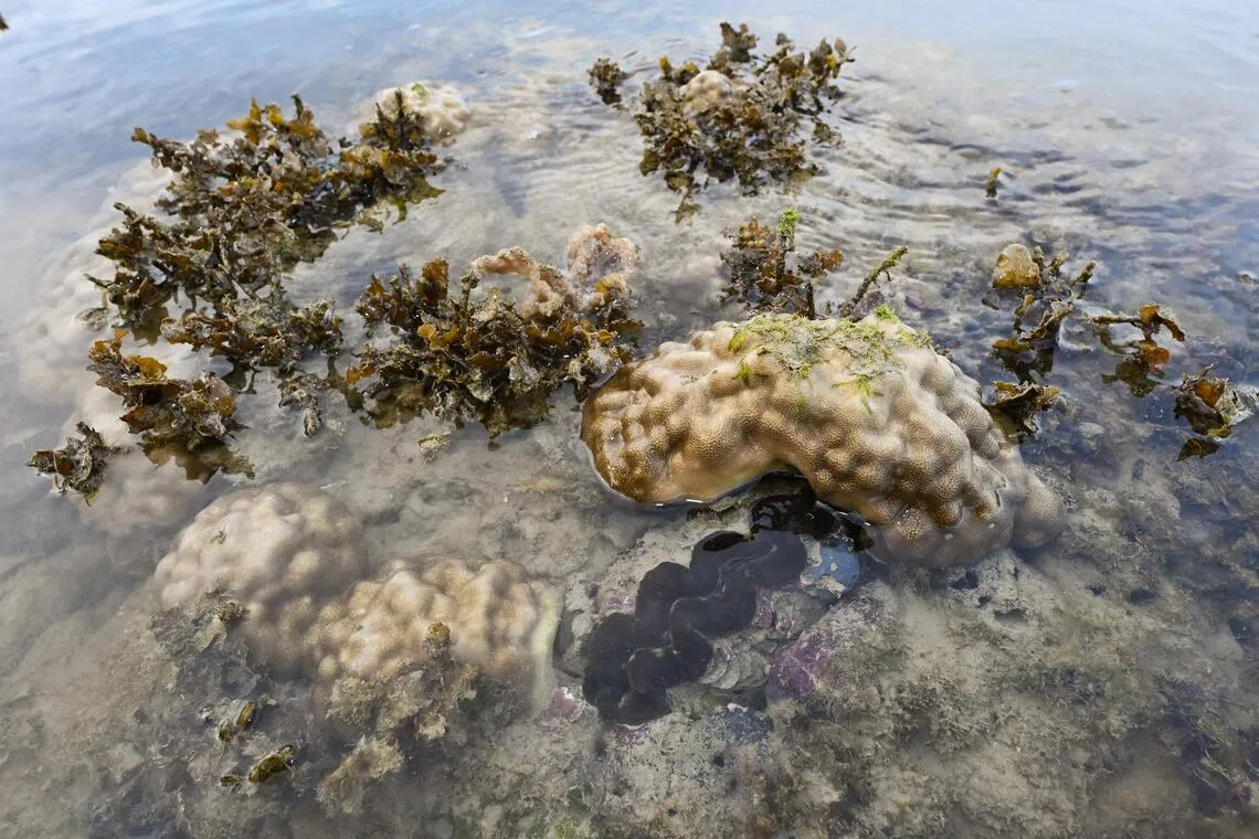 Tridacna crocea, commonly known as the burrowing giant clam or boring giant clam, among other corals seen during an intertidal survey led by marine conservationist Ria Tan at Pulau Hantu on July 31.