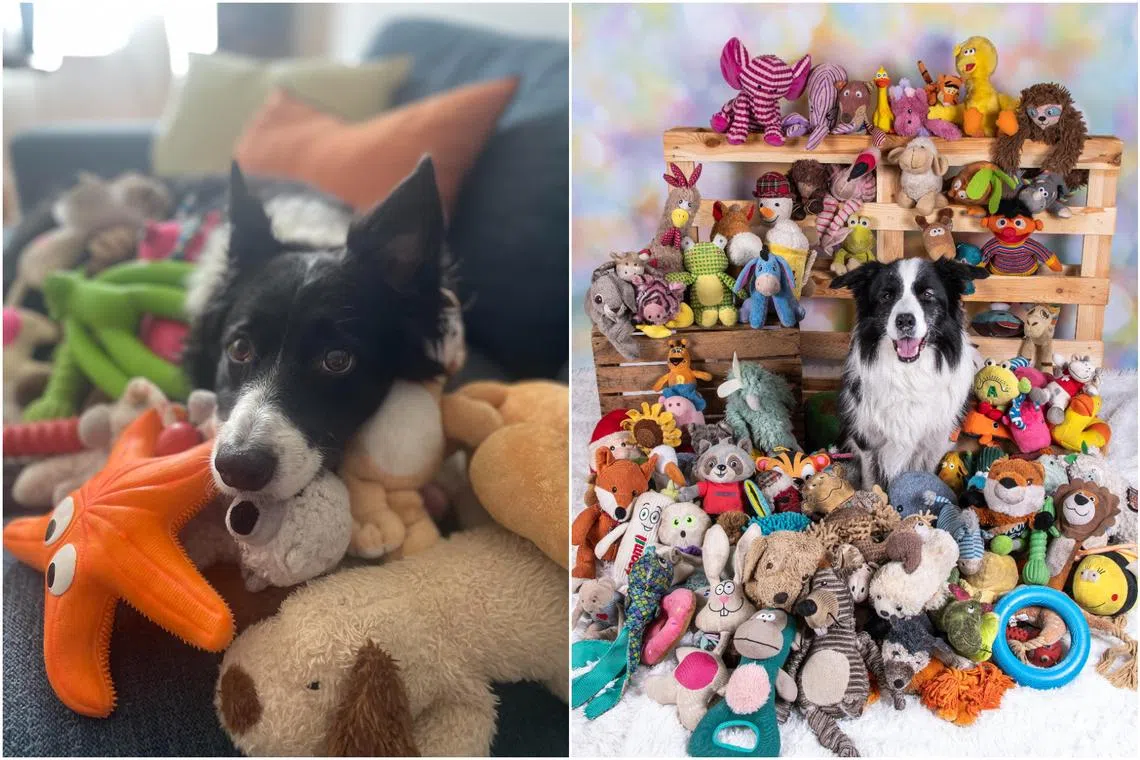 Basket (left) and Raffy, both border collies, know the names of many toys. 