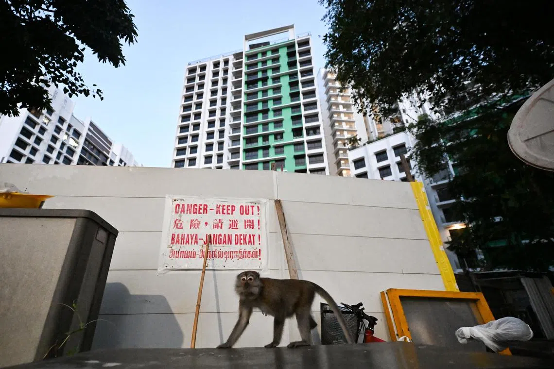 ST20240917-202458200115-Lim Yaohui-Isabelle Liew-ilmonkey/
Long-tailed macaque outside a construction site next to 436A Northshore Drive on Sept 17, 2024.
Some residents of new BTO flats in Punggol North are concerned about an influx of monkey sightings, which they say can become aggressive. The monkeys would also go to the newly-opened SIT.
(ST PHOTO: LIM YAOHUI)
