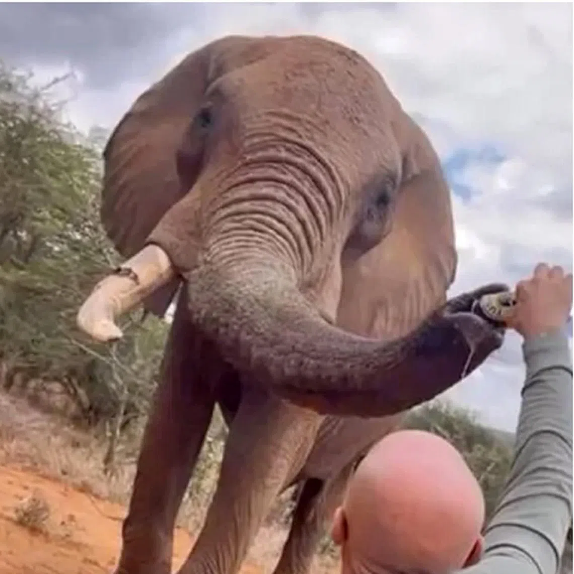 A video showed him drinking from a can of Tusker, a popular local beer, before giving the rest of it to the bull elephant.
