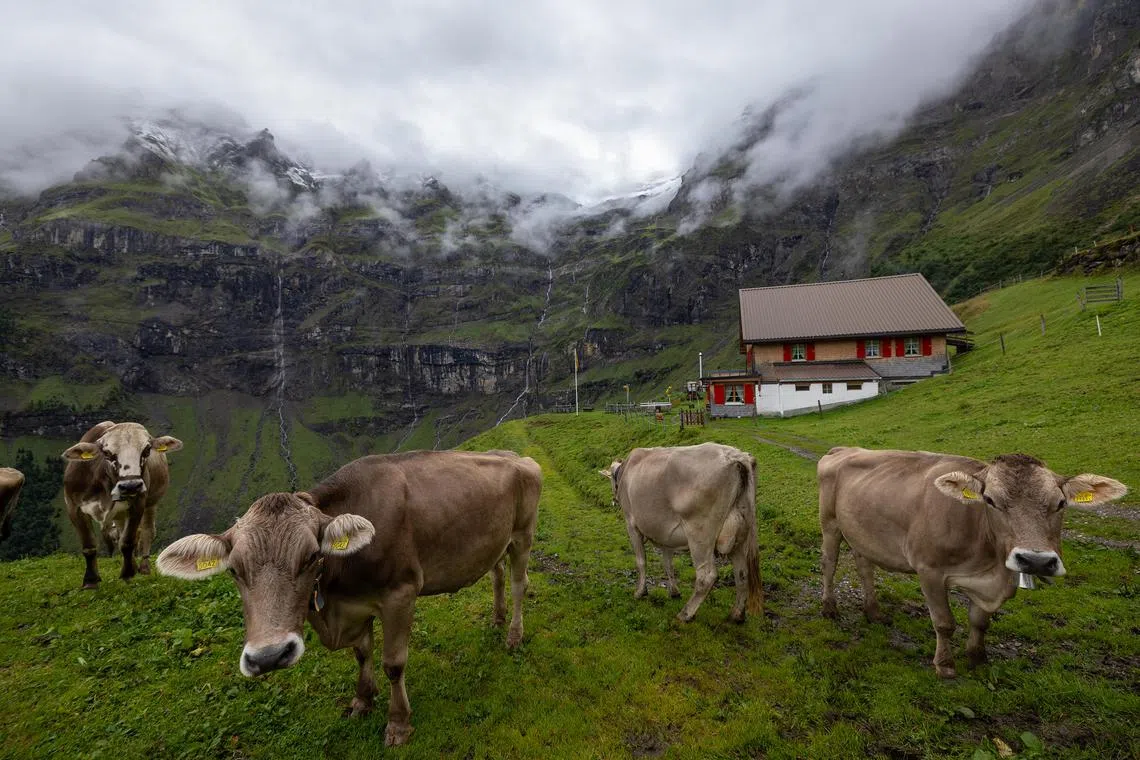 Cows at the summer Alpine dairy farm of Andrea and Josef Herger, near Isenthal, Switzerland, Aug 29, 2023.