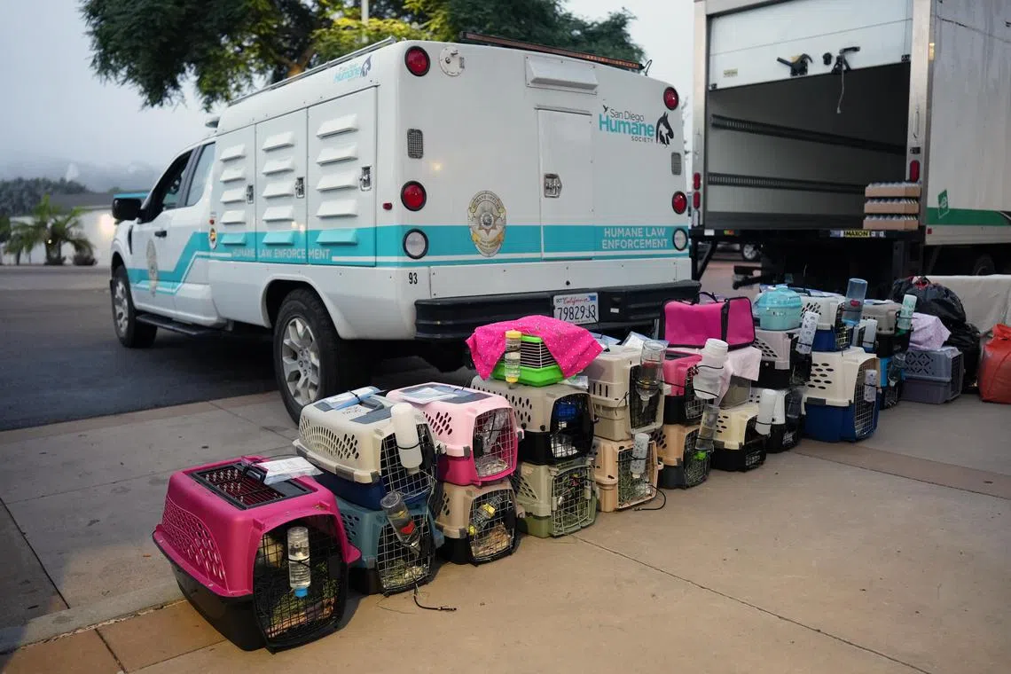 A photo provided by the San Diego Humane Society shows animals being prepared for transfer to the Humane Society of Southern Arizona, in Tucson, in August 2023.