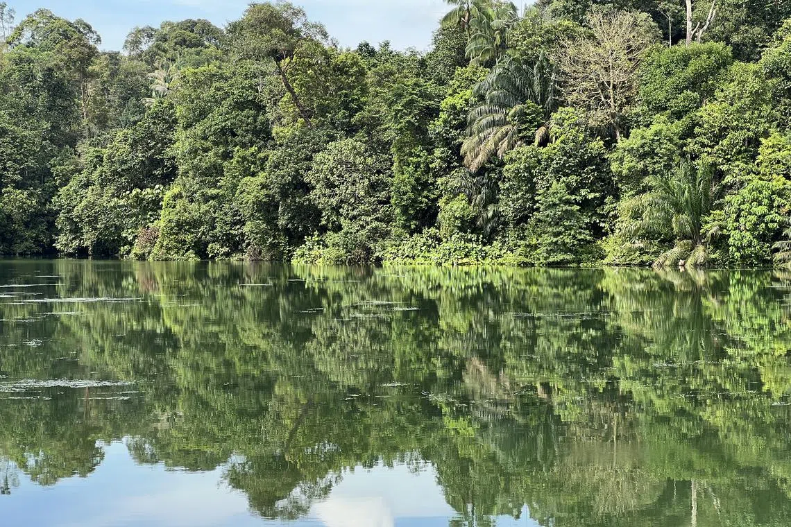 pixgenerics / ST20221021_202254647176 / Alphonsus Chern //

Generic photograph of forest at the Upper Peirce Reservoir. 17 October 2022.