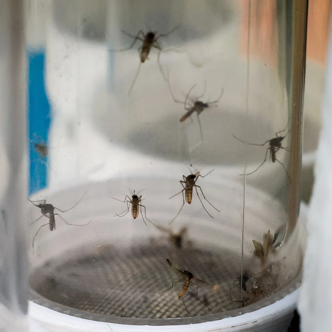 More than 70 per cent of Aedes breeding sites continued to be found in residential areas across Malaysia.