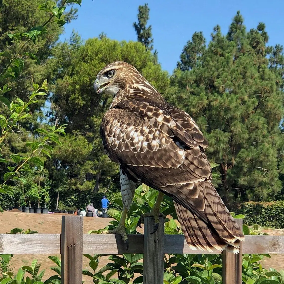 Screenshots of the video shared by the California Department of Fish and Wildlife show the bird, described as a juvenile Cooper’s hawk, drinking from a green can of liquid.