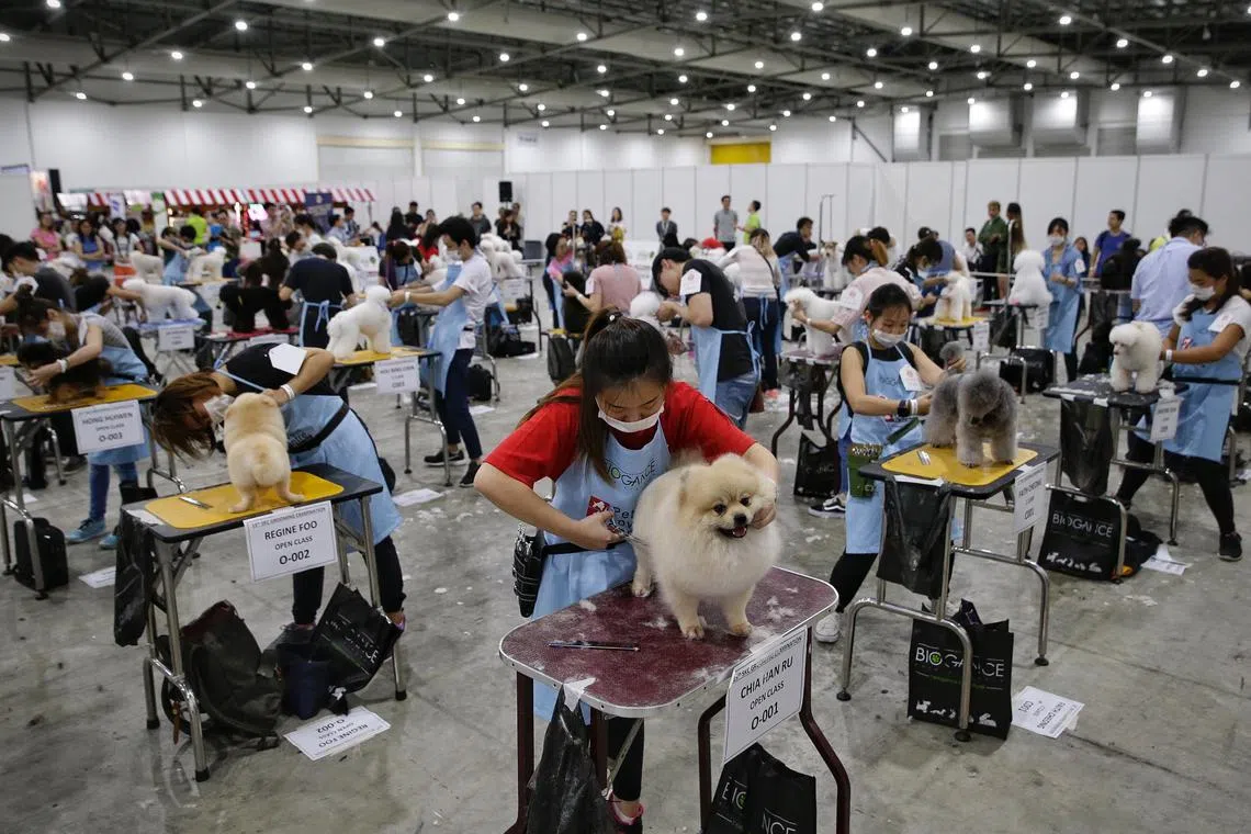 This year’s categories will also include pet suppliers and grooming services. 