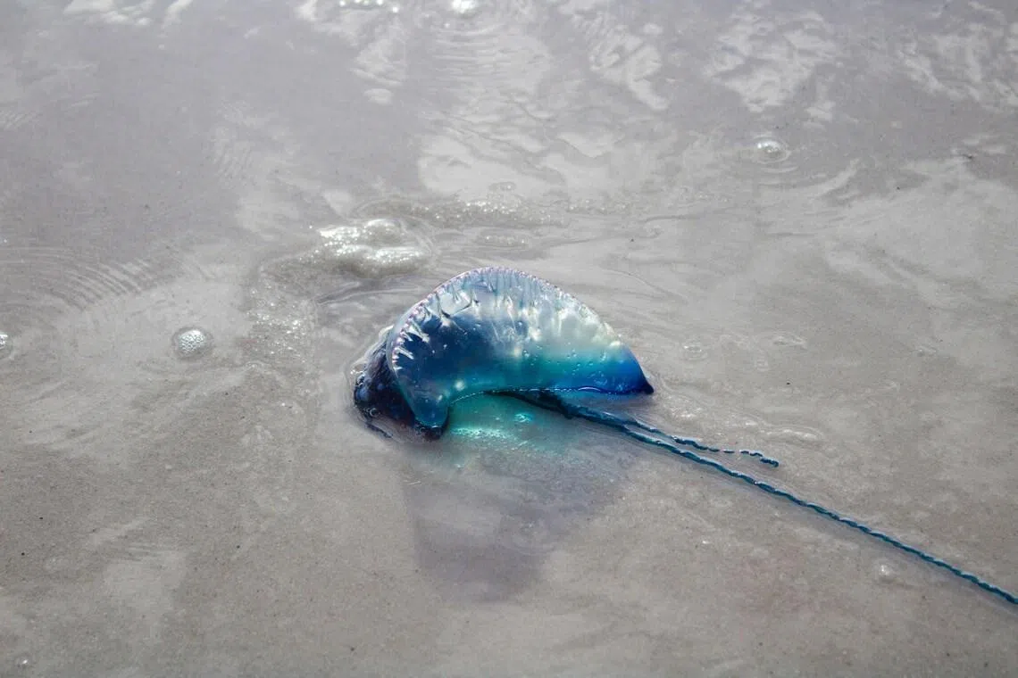 The jellyfish possesses stinging cells on its tentacles that remain active and can release toxins upon contact.