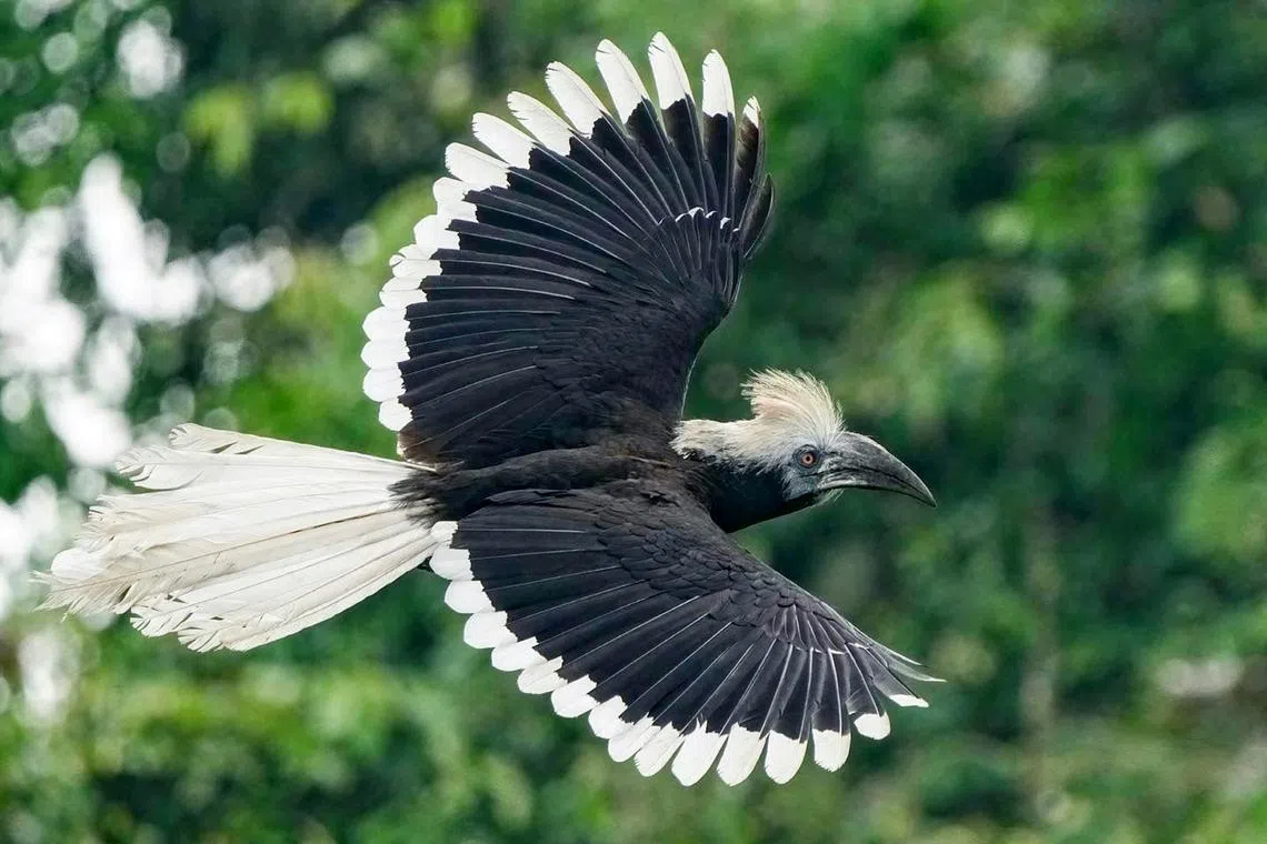 The white-crowned hornbill is not a migratory species and lives in the tropical rainforests of neighbouring countries.
